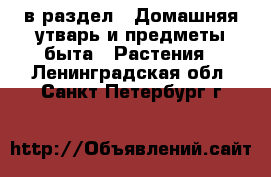  в раздел : Домашняя утварь и предметы быта » Растения . Ленинградская обл.,Санкт-Петербург г.